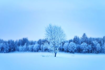 Trees on snow covered field against sky