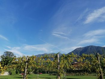 Panoramic shot of trees on landscape against sky