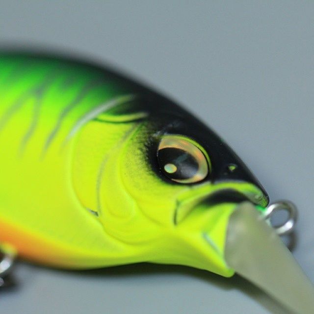 close-up, yellow, studio shot, indoors, one animal, part of, selective focus, animal eye, reflection, green color, no people, animal head, focus on foreground, detail, animal themes, pets, white background, fragility, extreme close-up, single object