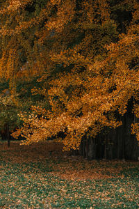 Trees on field during autumn