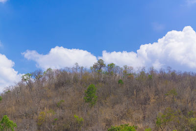 Low angle view of trees against sky
