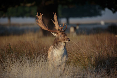 Deer standing on field