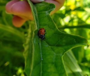 Close-up of ladybug on leaf