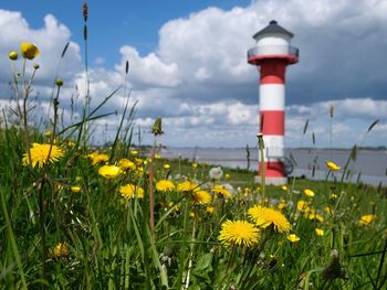 Yellow flowering plants on field against sky