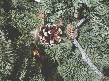 Close-up of pine cones on tree