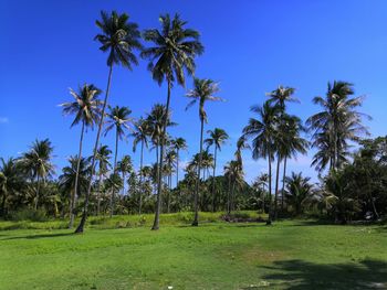 Palm trees on field against clear blue sky