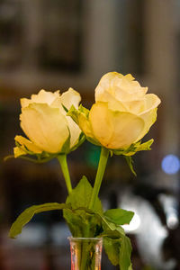 Close-up of yellow rose in vase