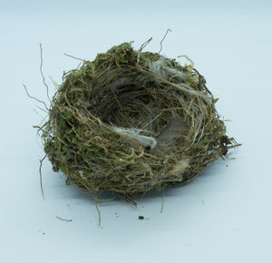 Close-up of bird nest on white background