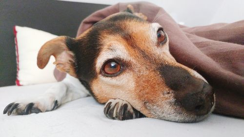 Close-up portrait of dog resting on bed