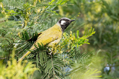 Close-up of bird perching on tree