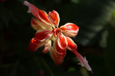 Close-up of red flowers blooming outdoors