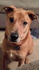 Close-up portrait of dog at home