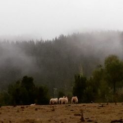 Horses grazing on field