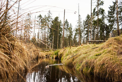 Panoramic shot of trees growing in forest against sky