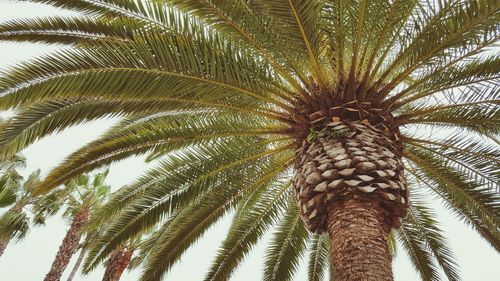 Low angle view of palm tree