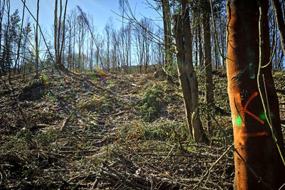 Trees growing in forest against sky