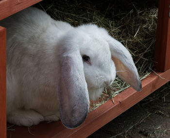 Jemima our french lop enjoying being outside