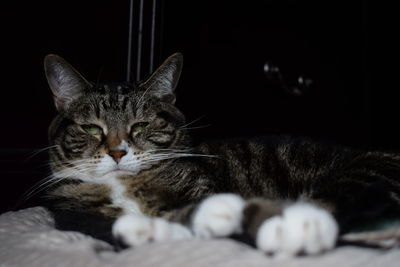 Close-up portrait of a cat resting