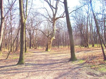 Bare trees in forest during autumn