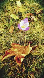 Close-up of crocus blooming on field