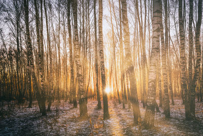 Low angle view of trees in forest