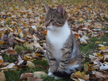 Close-up of cat sitting on autumn leaves