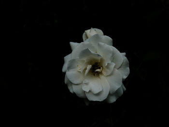 Close-up of white flower against black background