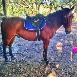 Horse standing on tree