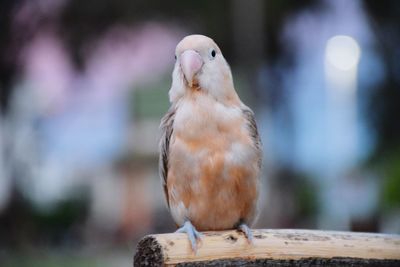 Close-up of owl perching on wood