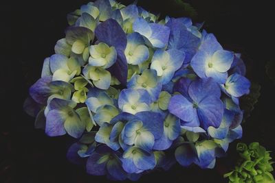 Close-up of fresh purple hydrangeas blooming against black background