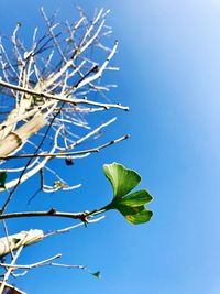 Low angle view of tree against sky