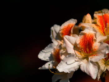 Close-up of orange rose against black background