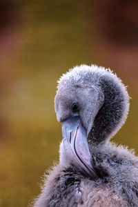 Close-up of swan