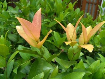 Close-up of flowers blooming outdoors