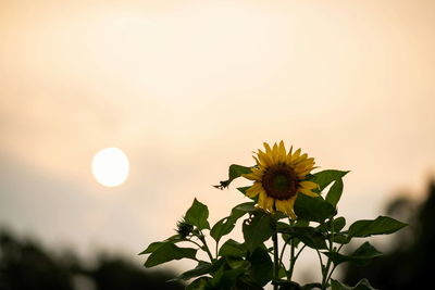 Close-up of yellow flowering plant against sky