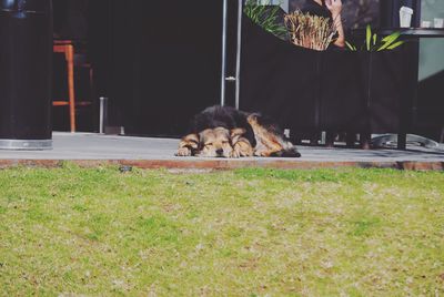 Dog relaxing in grass