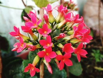 Close-up of pink flowers blooming outdoors