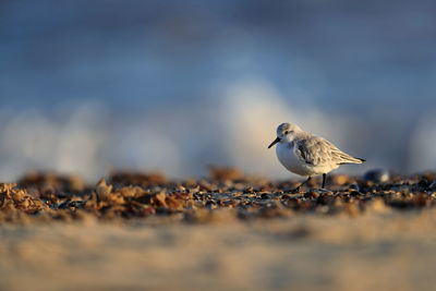 Close-up of seagull perching on land