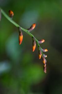 Close-up of plant growing outdoors