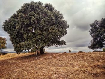 Tree on field against sky