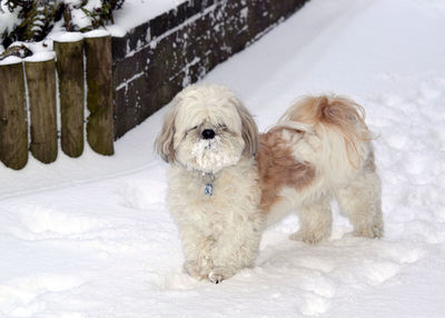 Snow covered shih tzu