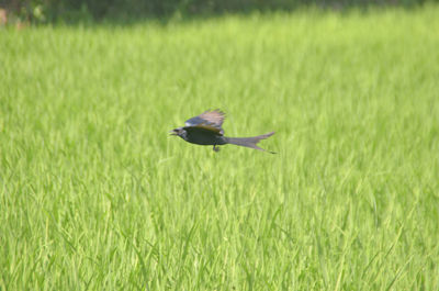 Bird flying over grass on field