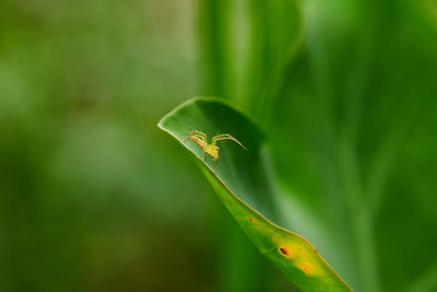 Closeup view of spider isolated on green leaf