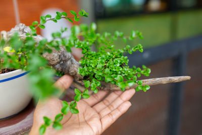 Cropped hand holding potted plant