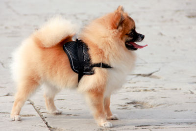 Side view of pomeranian on street 