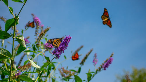 Close-up of butterfly pollinating on purple flower