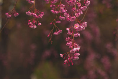 Close-up of pink flowering plant