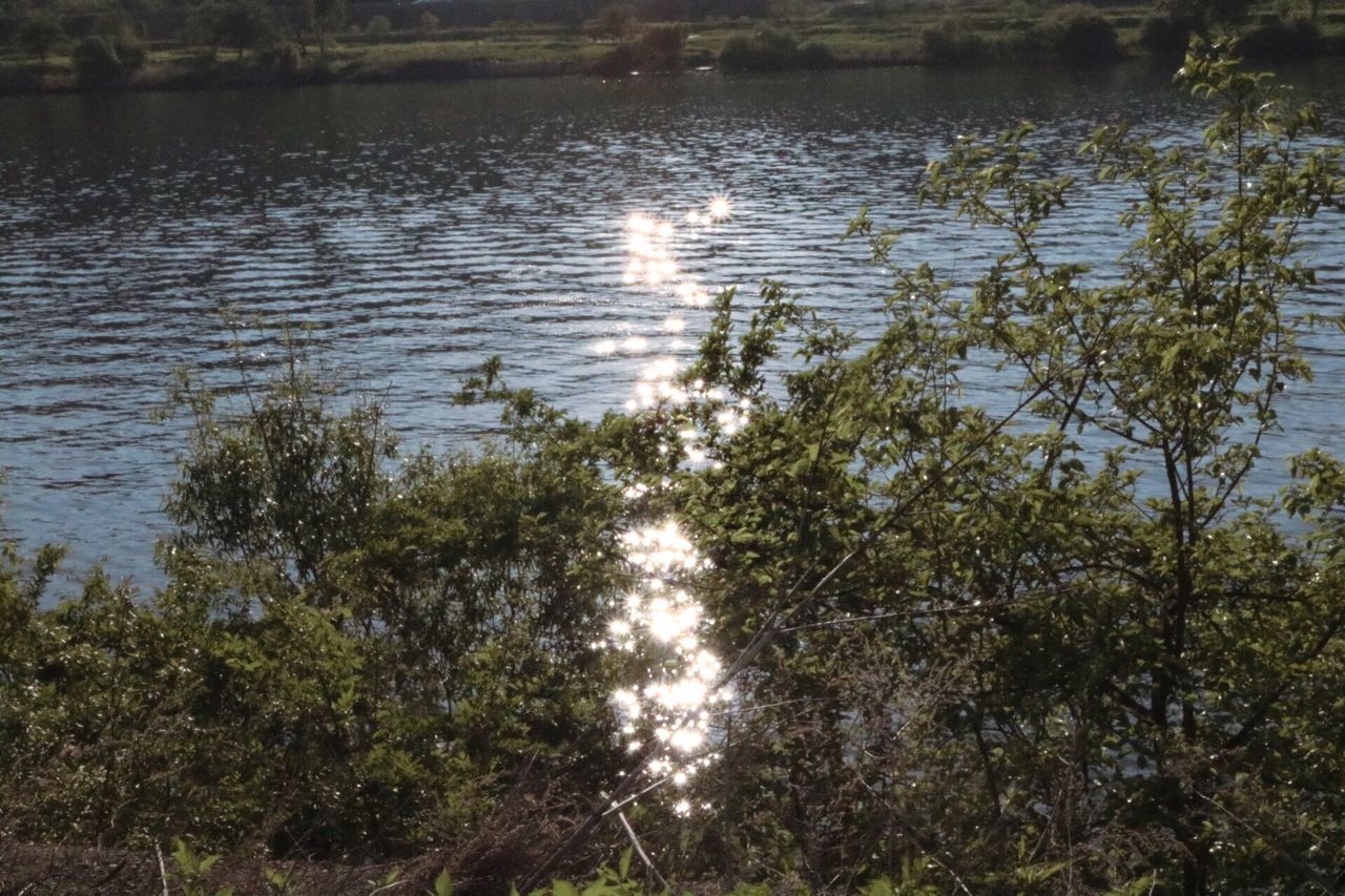 water, reflection, lake, tranquility, tranquil scene, nature, tree, beauty in nature, scenics, growth, high angle view, standing water, idyllic, outdoors, no people, day, plant, forest, waterfront, pond