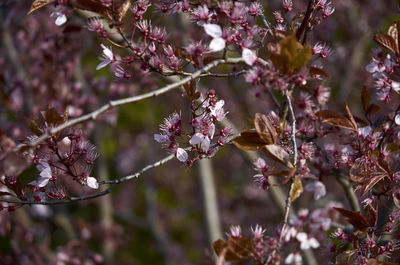 Close-up of pink cherry blossoms in spring