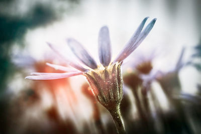 Close-up of flower against blurred background